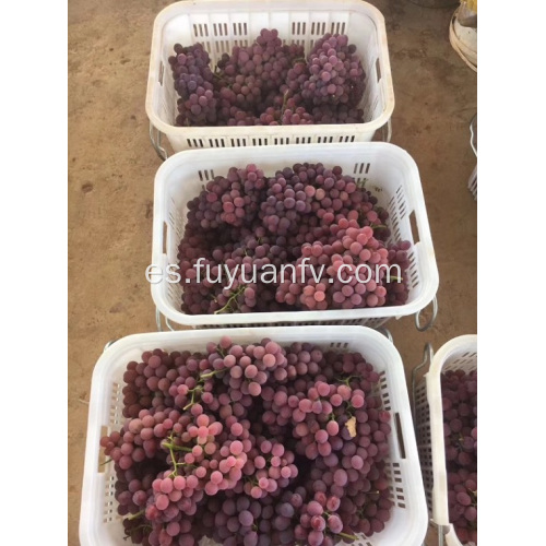 INICIO DE UVAS DE YUNNAN 2019